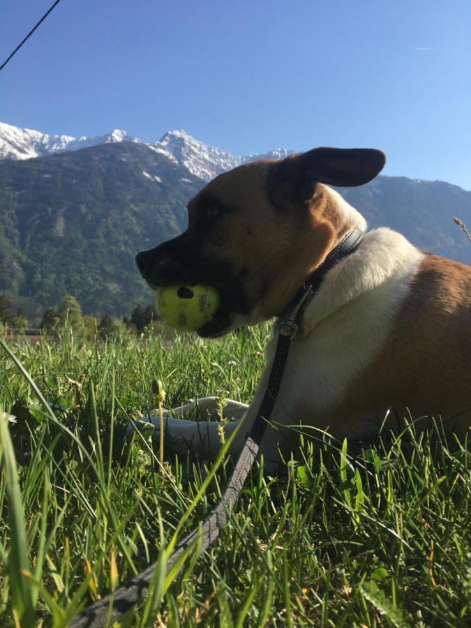 Lemberger Dellach im Drautal