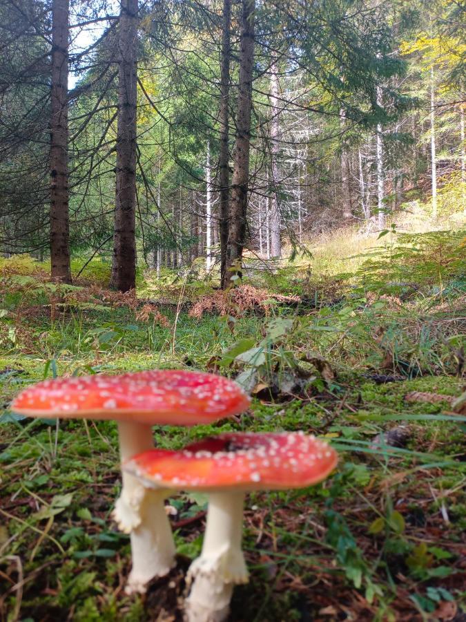 Lemberger * Dellach im Drautal
